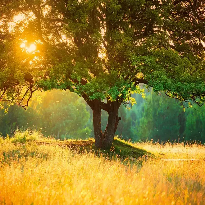 Loymina Illusion DS 014 панно