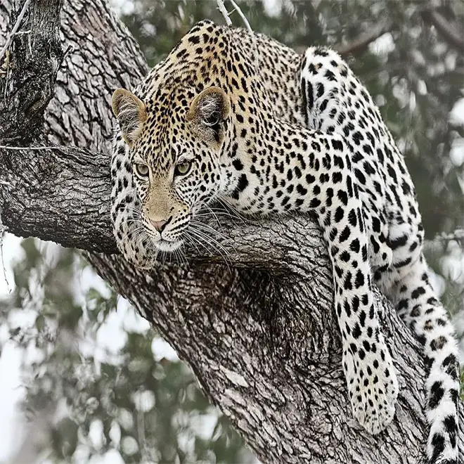 Loymina Illusion DM 034 панно