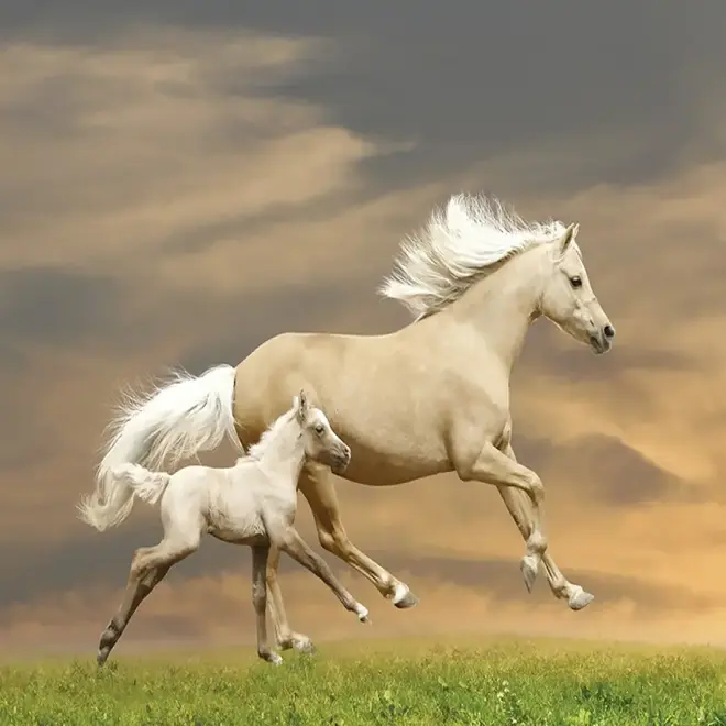 Loymina Illusion II DA 004 панно