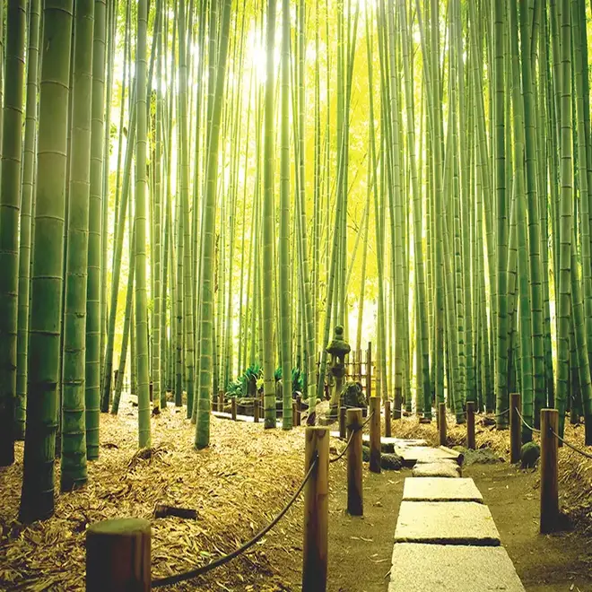 Loymina Illusion II DS 025 панно