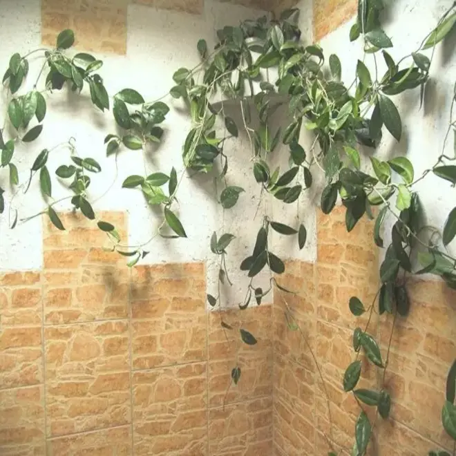 Сокол Сардиния SRD1 плитка напольная