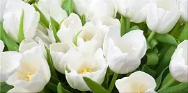 Азори Элара коллекция Элара Верде Триумф декор