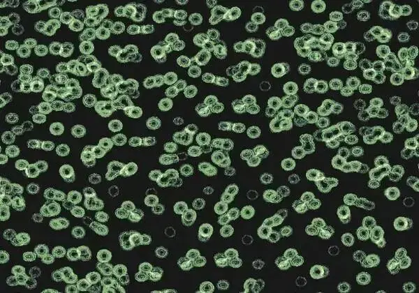 Forbo Flotex Sottsass флокированное ковровое покрытие Flotex Bacteria 990102