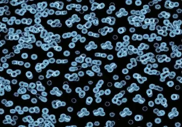 Forbo Flotex Sottsass флокированное ковровое покрытие Flotex Bacteria 990105