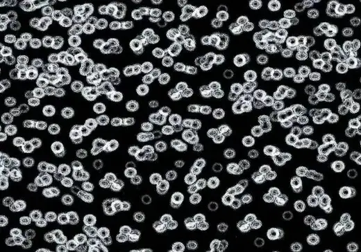 Forbo Flotex Sottsass флокированное ковровое покрытие Flotex Bacteria 990106