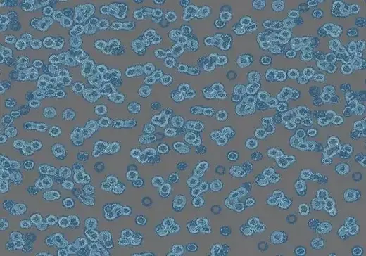 Forbo Flotex Sottsass флокированное ковровое покрытие Flotex Bacteria 990303