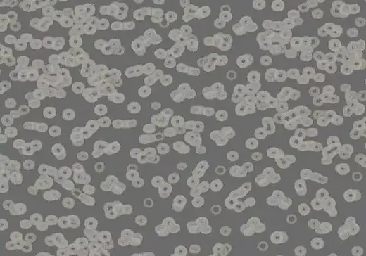 Forbo Flotex Sottsass флокированное ковровое покрытие Flotex Bacteria 990304