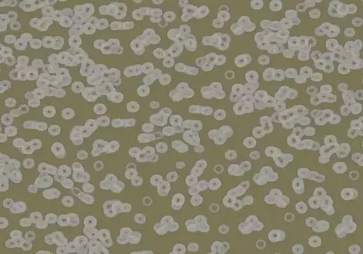 Forbo Flotex Sottsass флокированное ковровое покрытие Flotex Bacteria 990401
