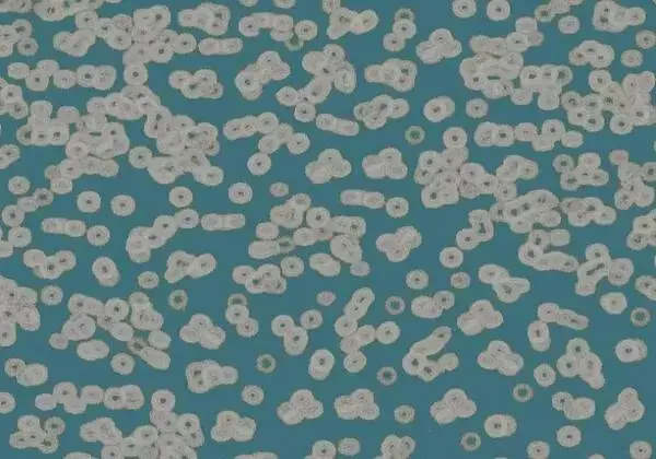 Forbo Flotex Sottsass флокированное ковровое покрытие Flotex Bacteria 990404