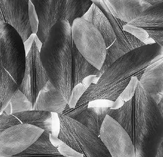 Forbo Flotex Vision флокированное ковровое покрытие Floral 001588 Tulip Field