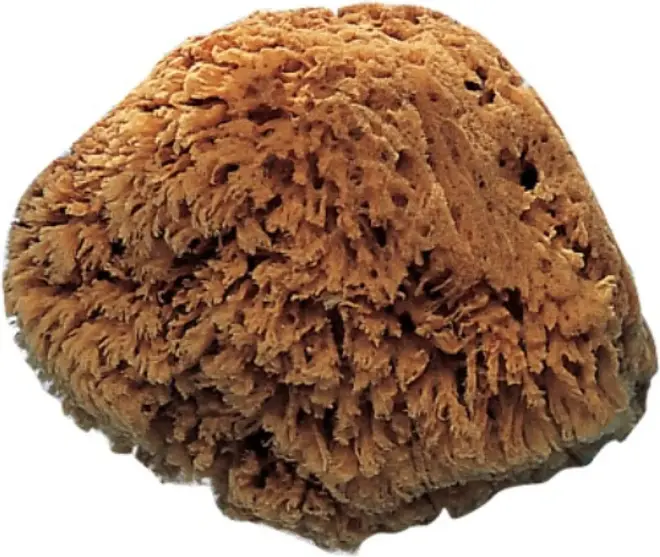 Vaiven Деко губка натуральная очищенная (150 мм)