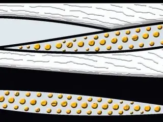 Сокол Андромеда коллекция 654 бордюр