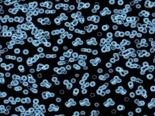 Forbo Flotex Sottsass флокированное ковровое покрытие Flotex Bacteria 990105