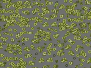 Forbo Flotex Sottsass флокированное ковровое покрытие Flotex Bacteria 990302